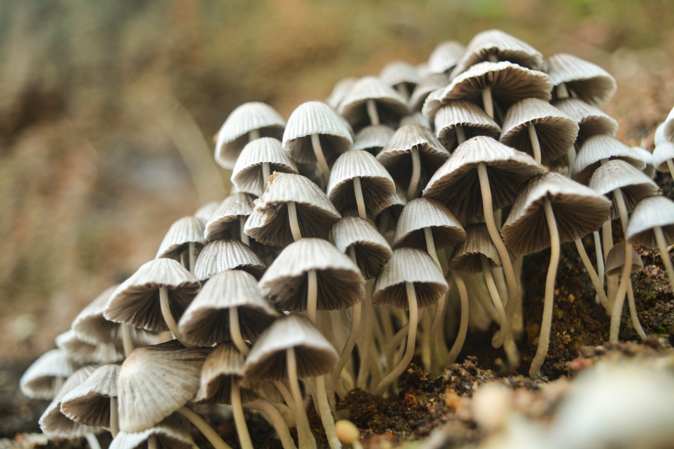 Canada Is Allowing People With Depression to Do Psychedelic Mushrooms
