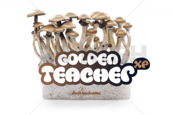 Magic Mushroom Growkit Golden Teacher