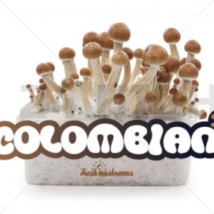 Magic Mushroom Growkit Colombian