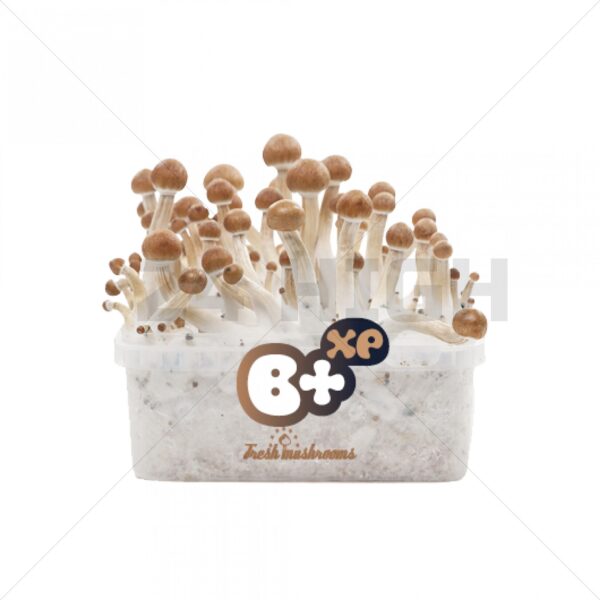 Magic Mushroom Growkit B+