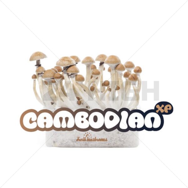 Magic Mushroom Growkit Cambodian