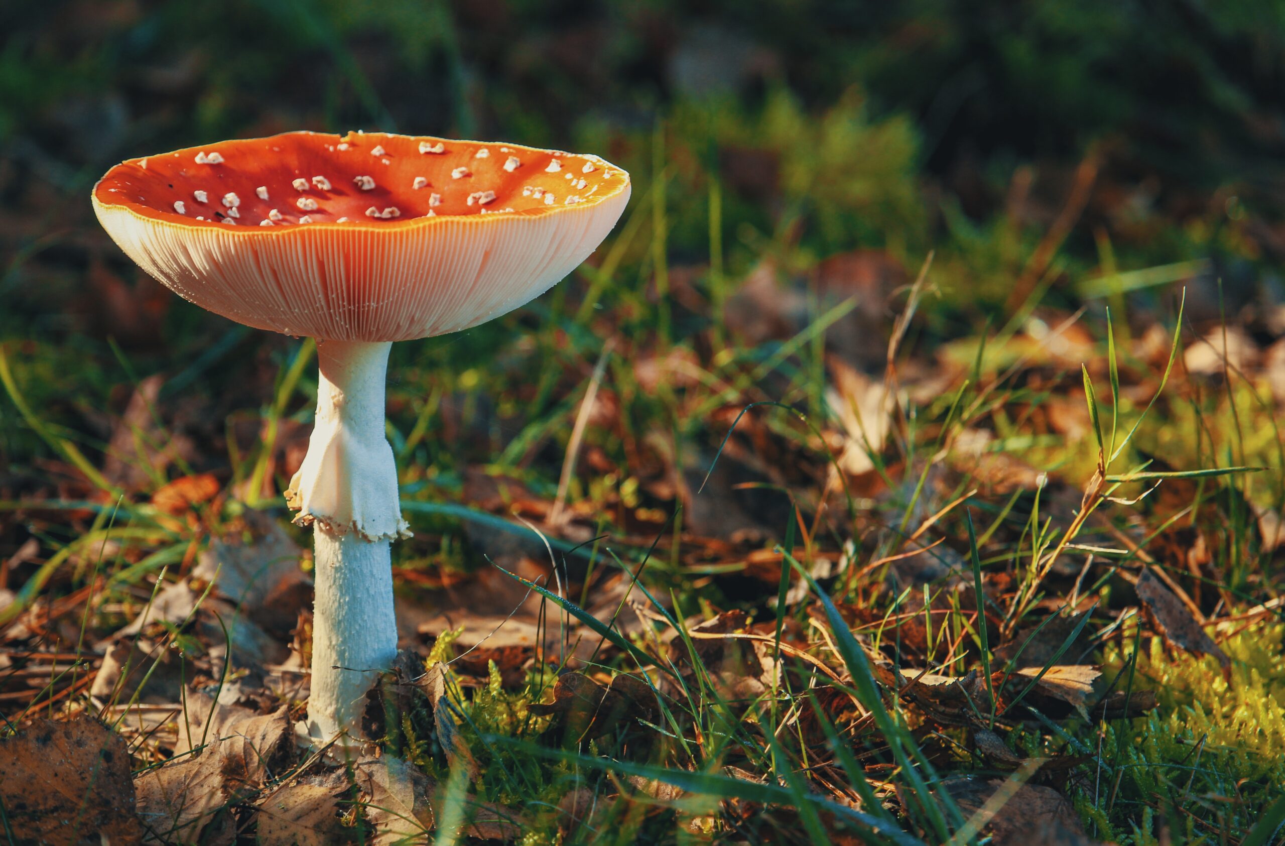 What are the Effects of Shrooms?