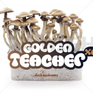 Magic Mushroom Growkit Golden Teacher
