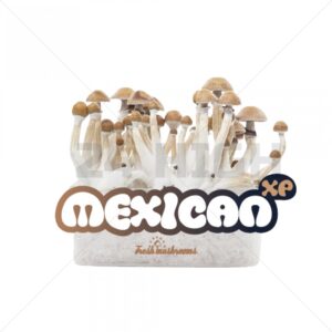 Magic Mushroom Growkit Mexican