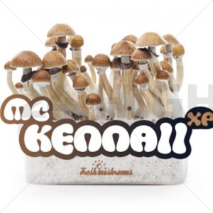Magic Mushroom Growkit McKennaii