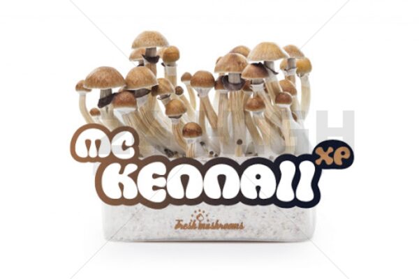 Magic Mushroom Growkit McKennaii