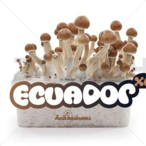 Magic Mushroom Growkit Ecuador
