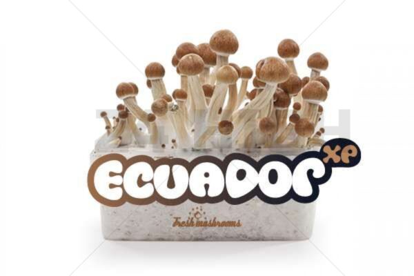 Magic Mushroom Growkit Ecuador